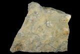 Pennsylvanian Fossil Brachiopod Plate - Kentucky #138905-2